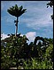 martinique068.jpg