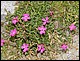 photo210_midi_pyrennees_massif_de_neouvielle.jpg