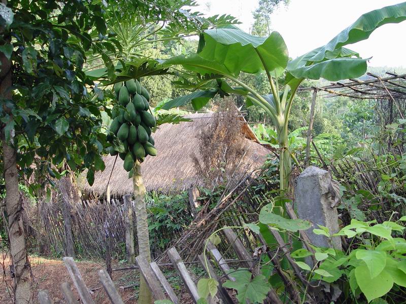 thailande206.jpg