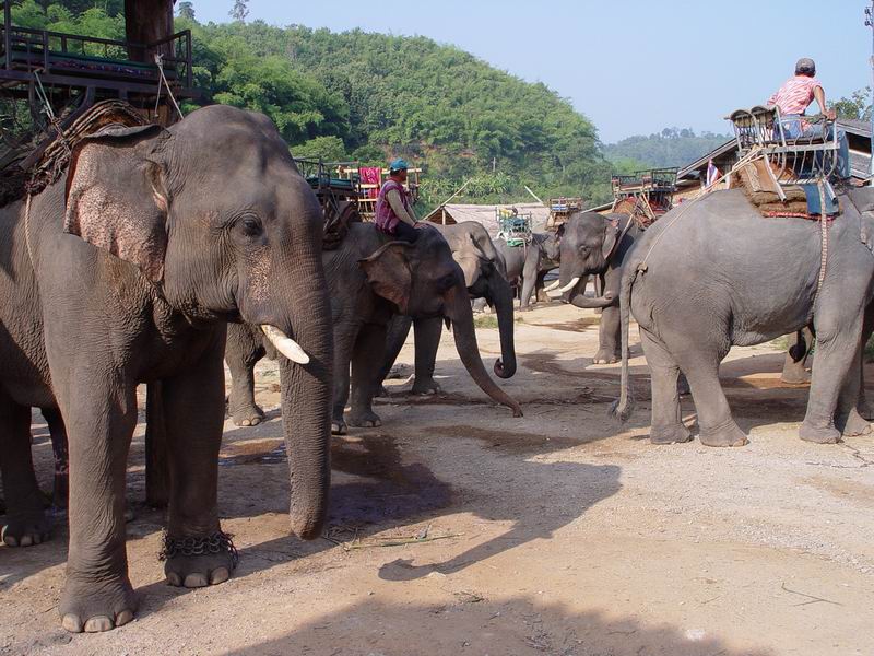 thailande243.jpg