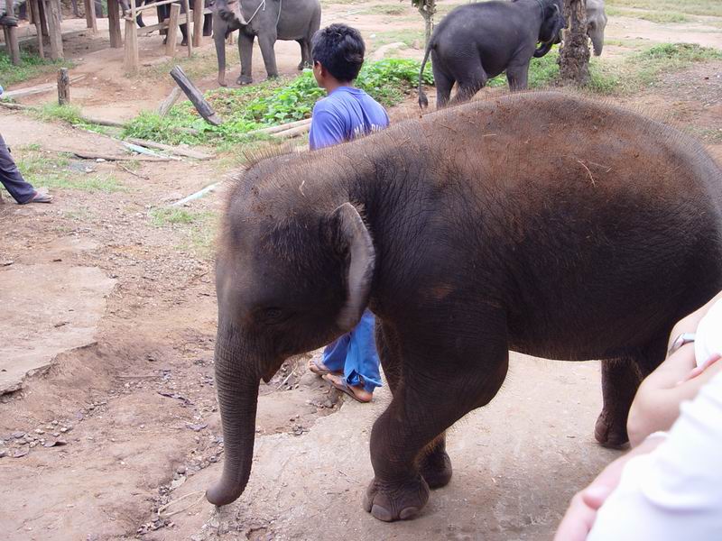 thailande397.jpg