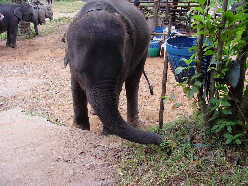 thailande399.jpg