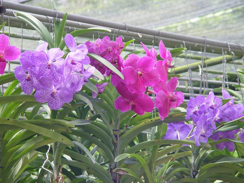 thailande453.jpg