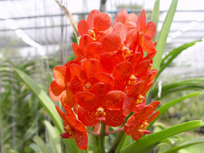 thailande455.jpg