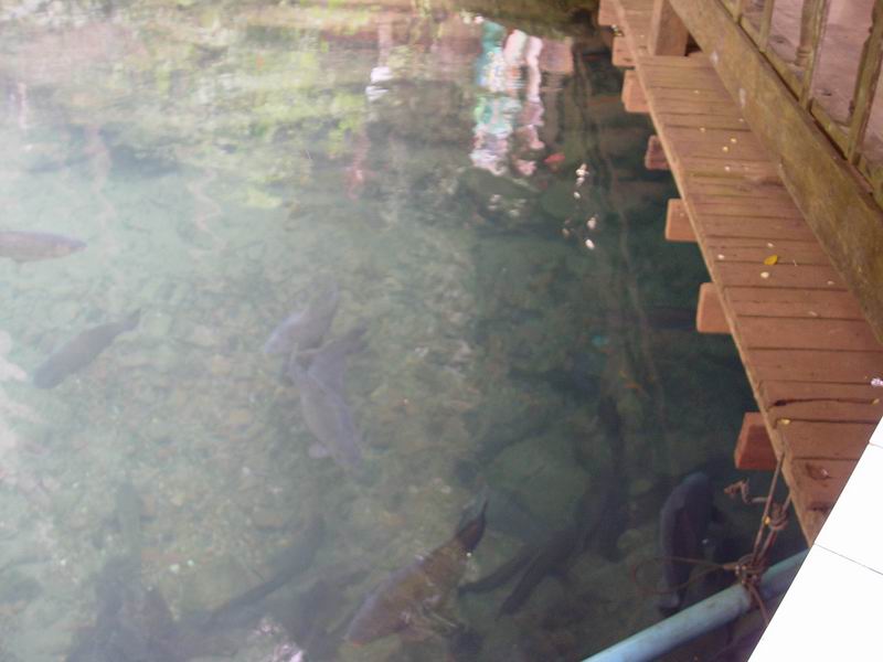 thailande490.jpg