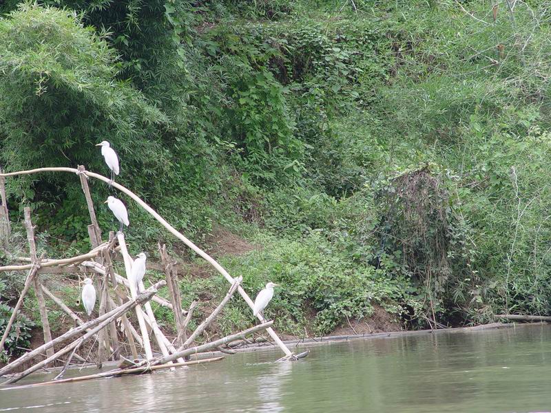 thailande615.jpg
