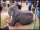 thailande401.jpg