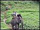 thailande422.jpg