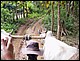 thailande450.jpg