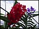 thailande458.jpg
