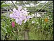 thailande460.jpg