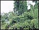 thailande617.jpg