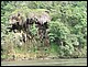 thailande646.jpg