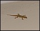 thailande666.jpg
